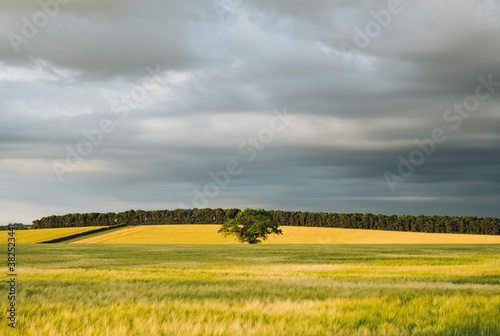 Storm clouds over a field of barley at sunset. Norfolk, UK. photo