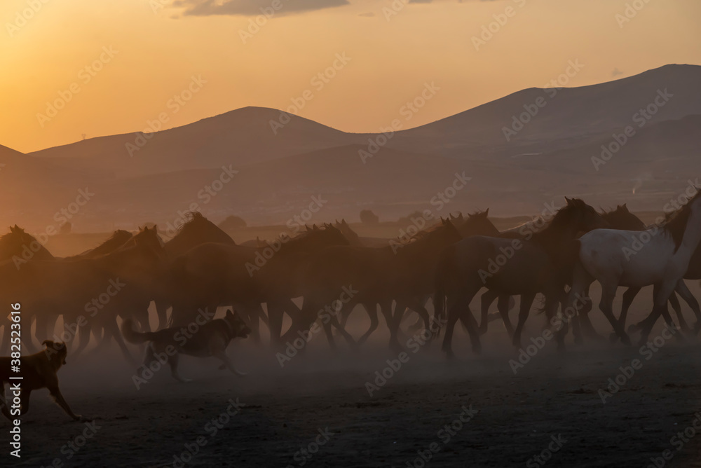 Wild horses run in foggy at sunset. Near Hormetci Village, between Cappadocia and Kayseri, Turkey Wild horses run in foggy at sunset. Near Hormetci Village, between Cappadocia and Kayseri, Turkey