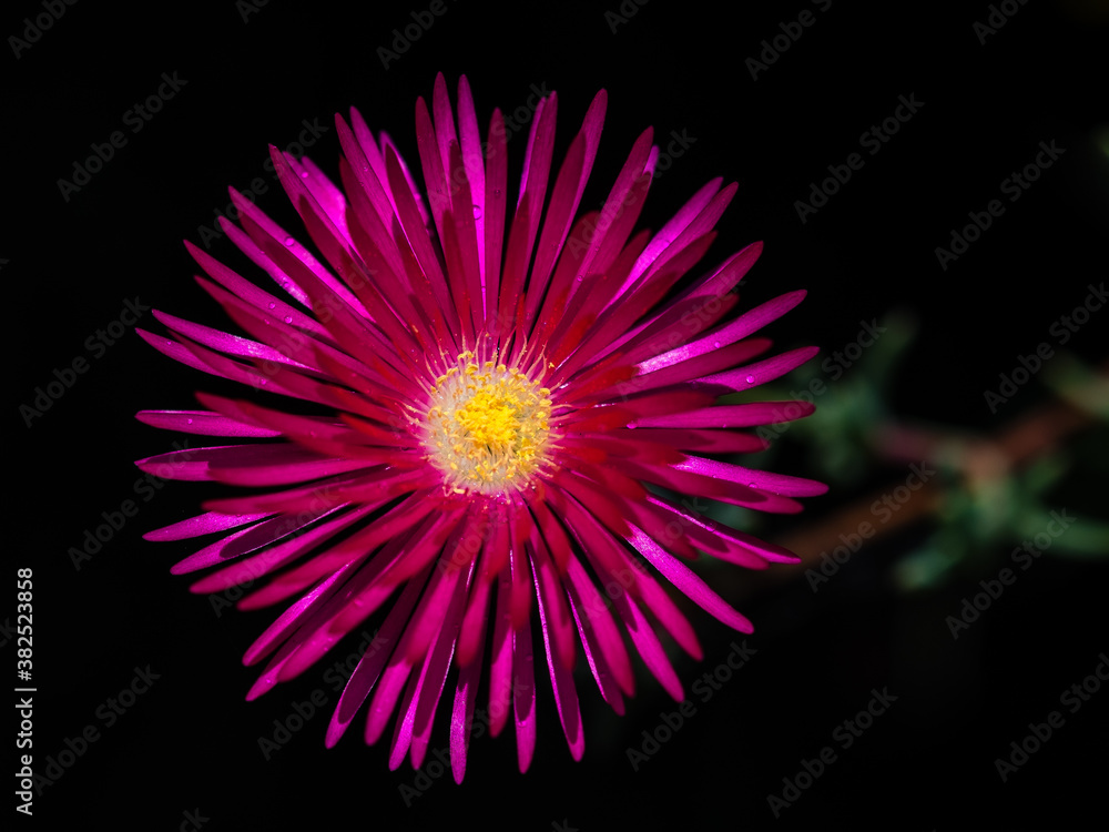 Obraz premium Pig Face Flowers grow in Australia