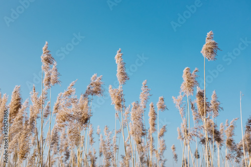 Tall grasses photo