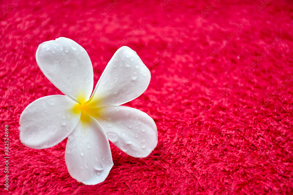 frangipani flower on the beach frangipani flower on the beach