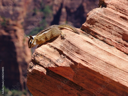 Chipmunk sitting on a red rock in Zion National Park, Utah, USA