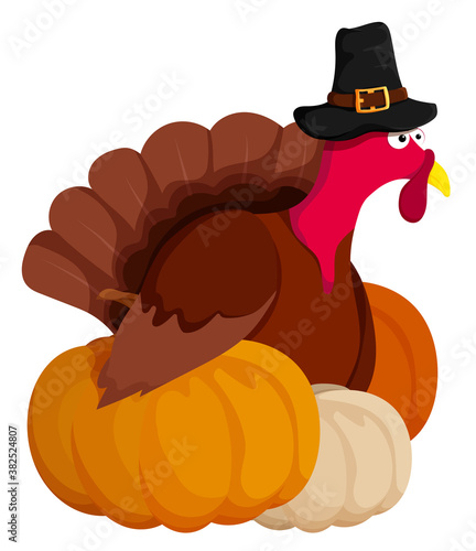 sly, wary turkey hid behind holiday pumpkins at animal farm. Turkey is main dish of Thanksgiving. Autumn harvest. Cartoon vector