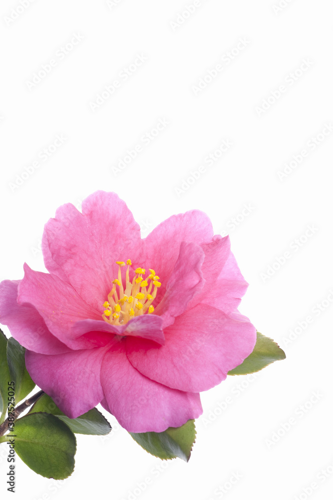Fototapeta premium サザンカの花