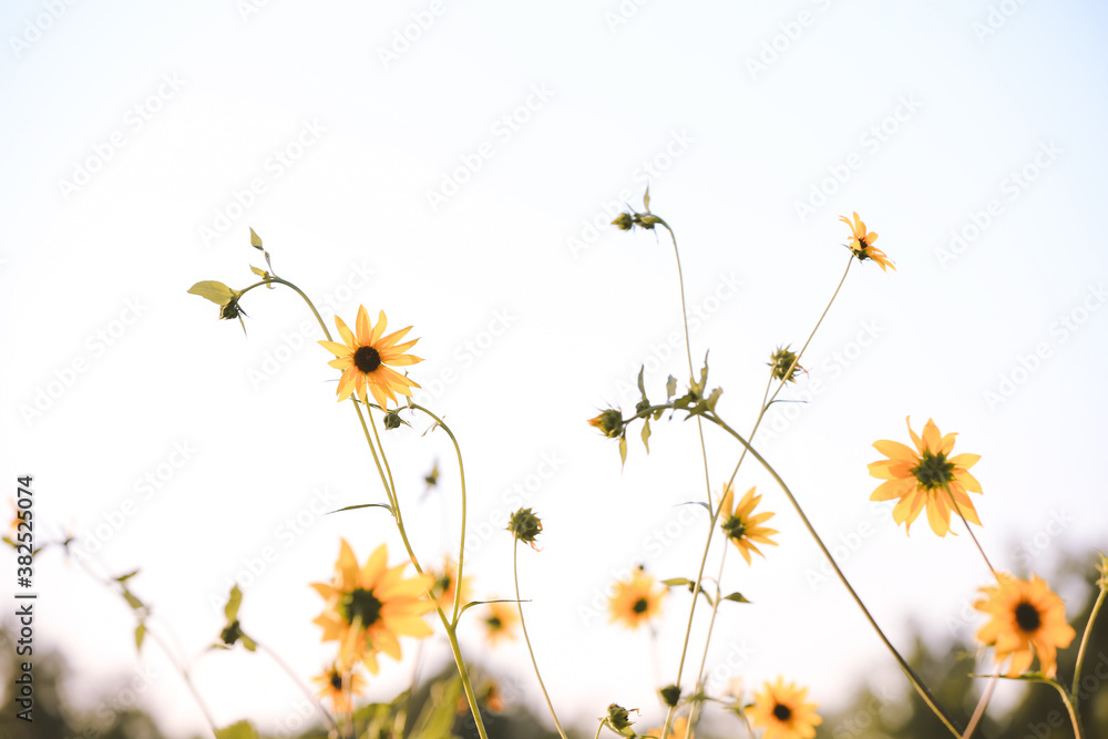 Summer wildflowers, Central Valley, California Summer wildflowers, Central Valley, California