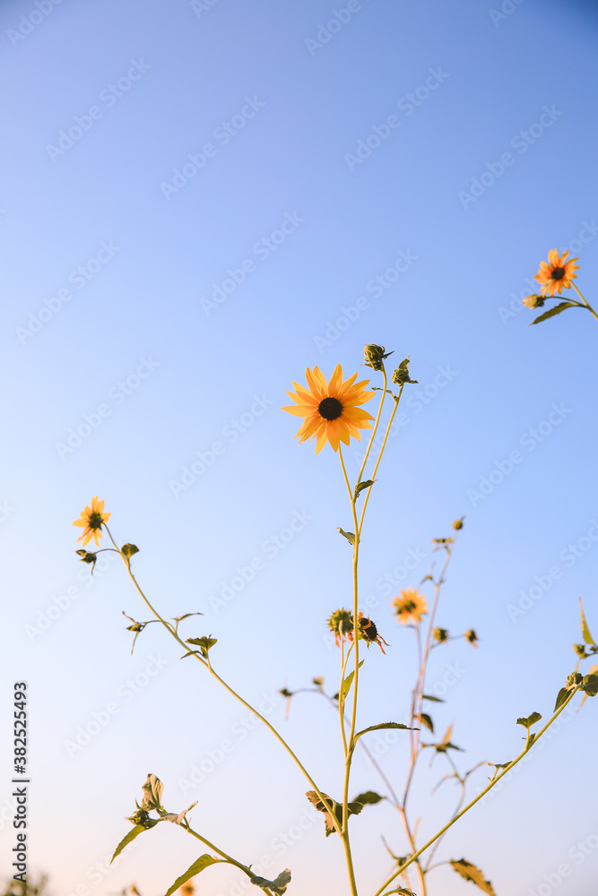 Summer wildflowers, Central Valley, California Summer wildflowers, Central Valley, California