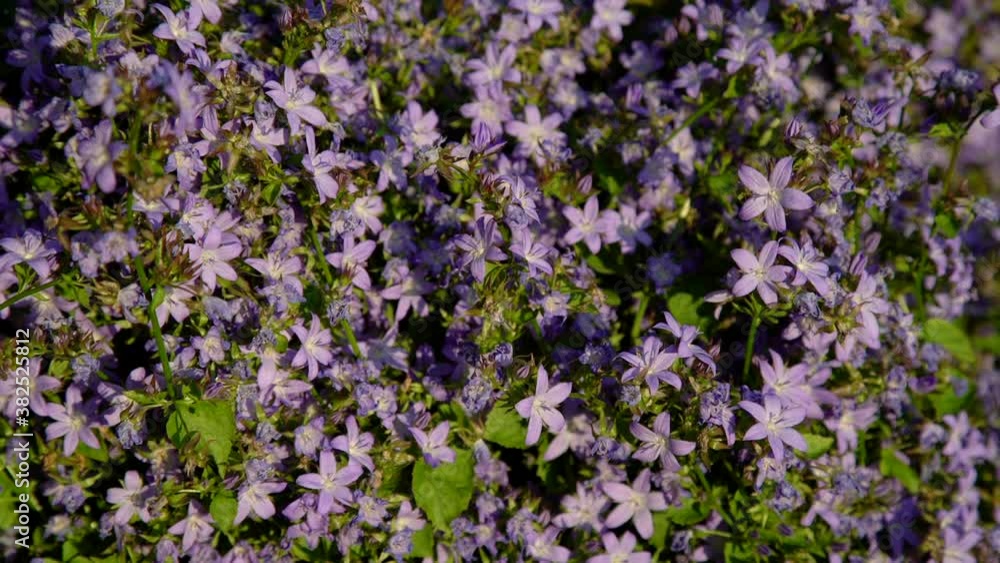 Close-up of a flowery bush on a sunny day Close-up of a flowery bush on a sunny day
