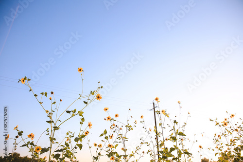 Fototapeta Naklejka Na Ścianę i Meble -  Summer wildflowers, Central Valley, California