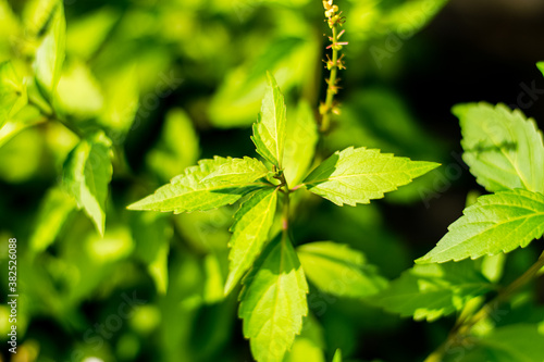 Orthosiphon aristatus green leaf photo