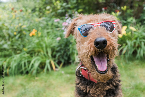 Airedale Terrier wearing cool red white and blue sunglasses. photo