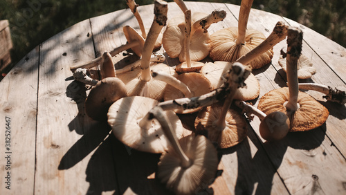 Fresh wild mushrooms photo