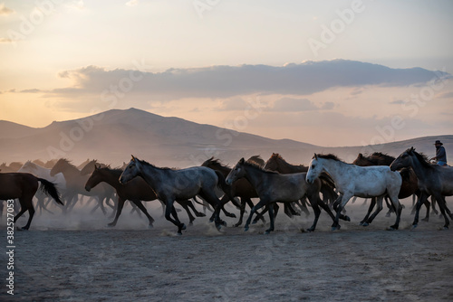 Wild horses run in foggy at sunset. Near Hormetci Village  between Cappadocia and Kayseri  Turkey