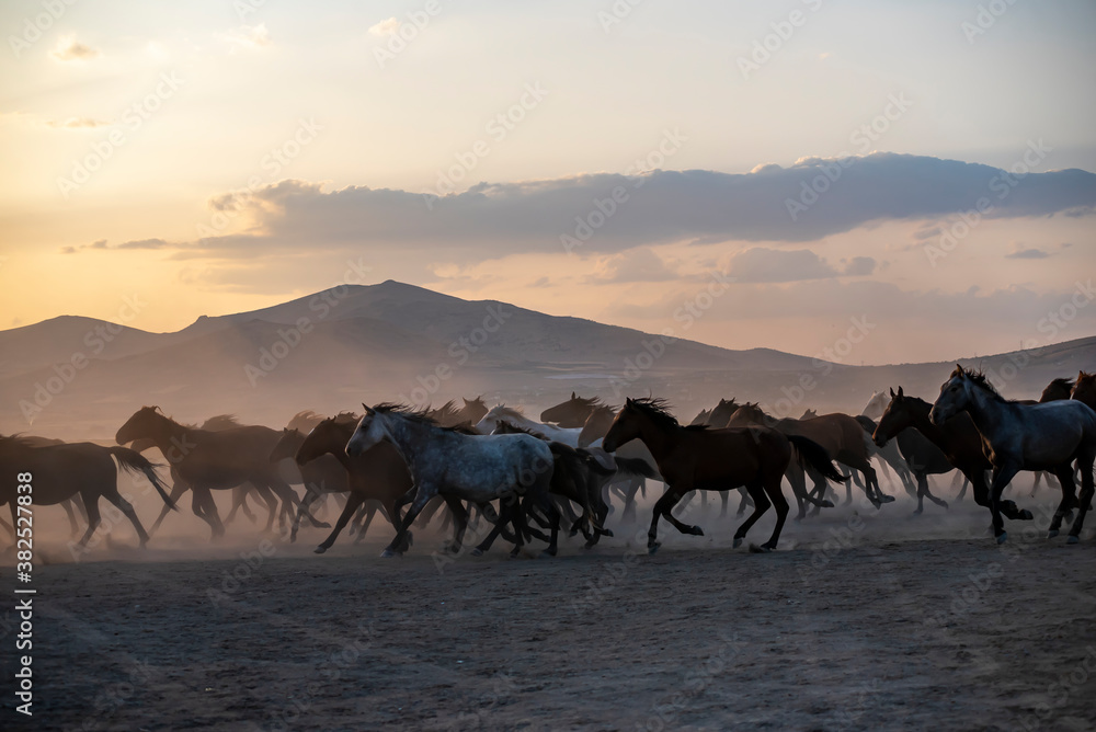 Wild horses run in foggy at sunset. Near Hormetci Village, between Cappadocia and Kayseri, Turkey