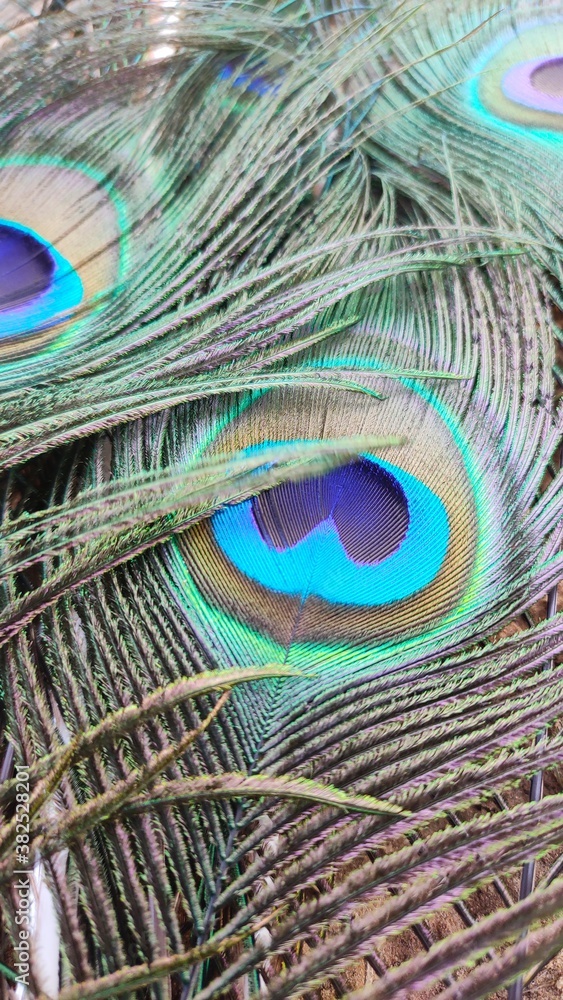 Obraz premium Beautiful peacock feathers, close up image