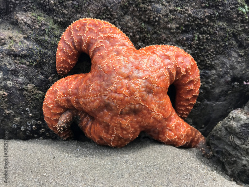 Ochre starfish exposed on low tide photo