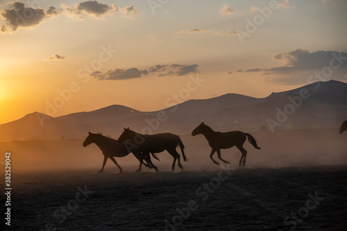 Wild horses run in foggy at sunset. Near Hormetci Village  between Cappadocia and Kayseri  Turkey