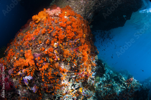 Colourful Soft Coral on Wall 2 photo