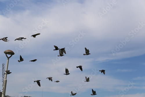 鳩の集団