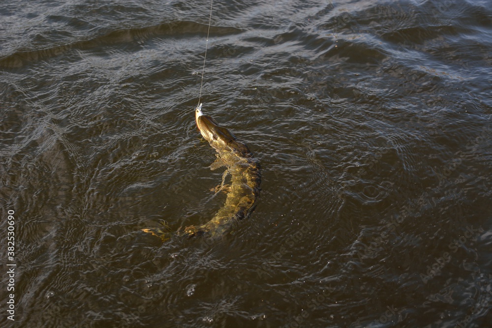 Obraz premium Summer fishing, pike fishing, spinning on the lake
