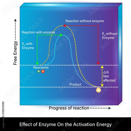 effect of enzyme on the activation energy of the reaction vector