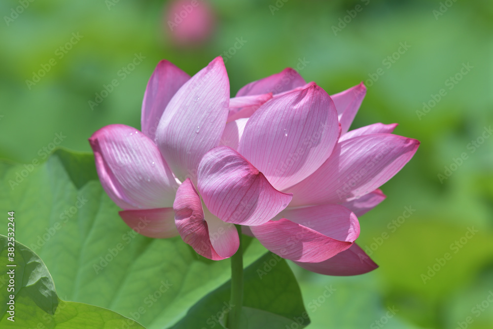 Lotus flower with beautiful pink flowers and green leaves Lotus flower with beautiful pink flowers and green leaves