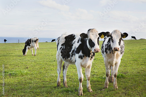 Wallpaper Mural Dairy farm cows along the Great Ocean Road and Cape Otway with the sea in the background. Torontodigital.ca