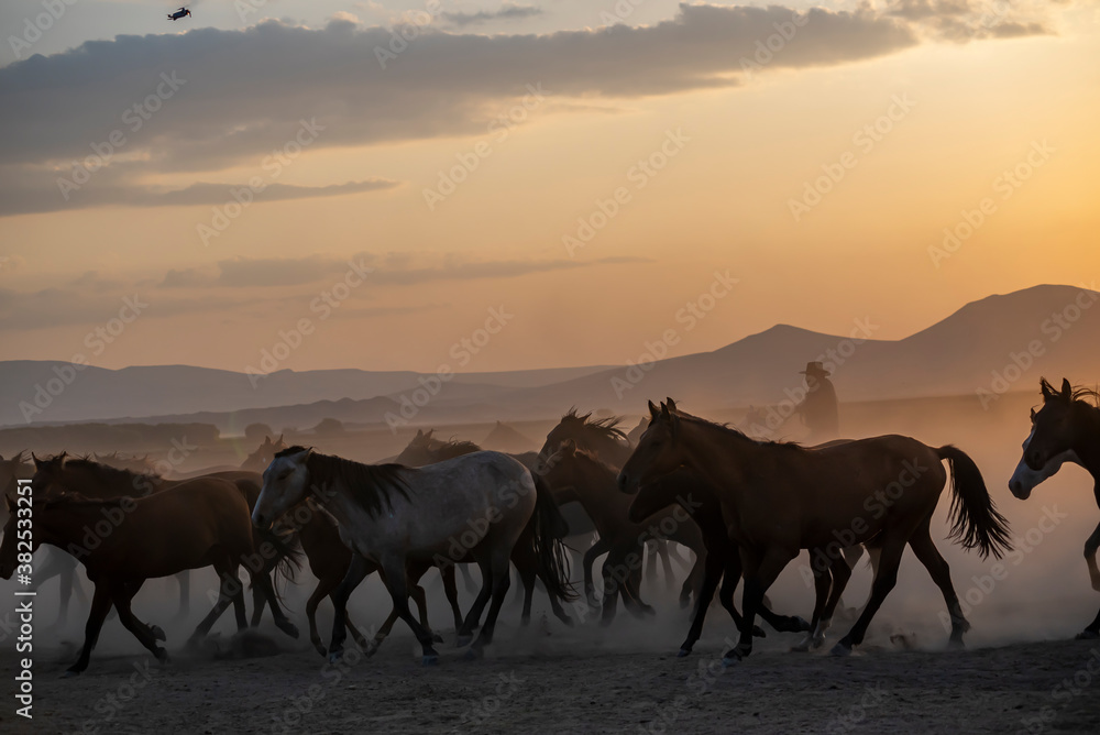 Wild horses run in foggy at sunset. Near Hormetci Village, between Cappadocia and Kayseri, Turkey Wild horses run in foggy at sunset. Near Hormetci Village, between Cappadocia and Kayseri, Turkey