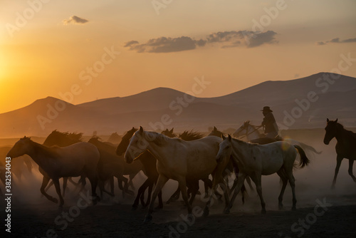 Wild horses run in foggy at sunset. Near Hormetci Village  between Cappadocia and Kayseri  Turkey