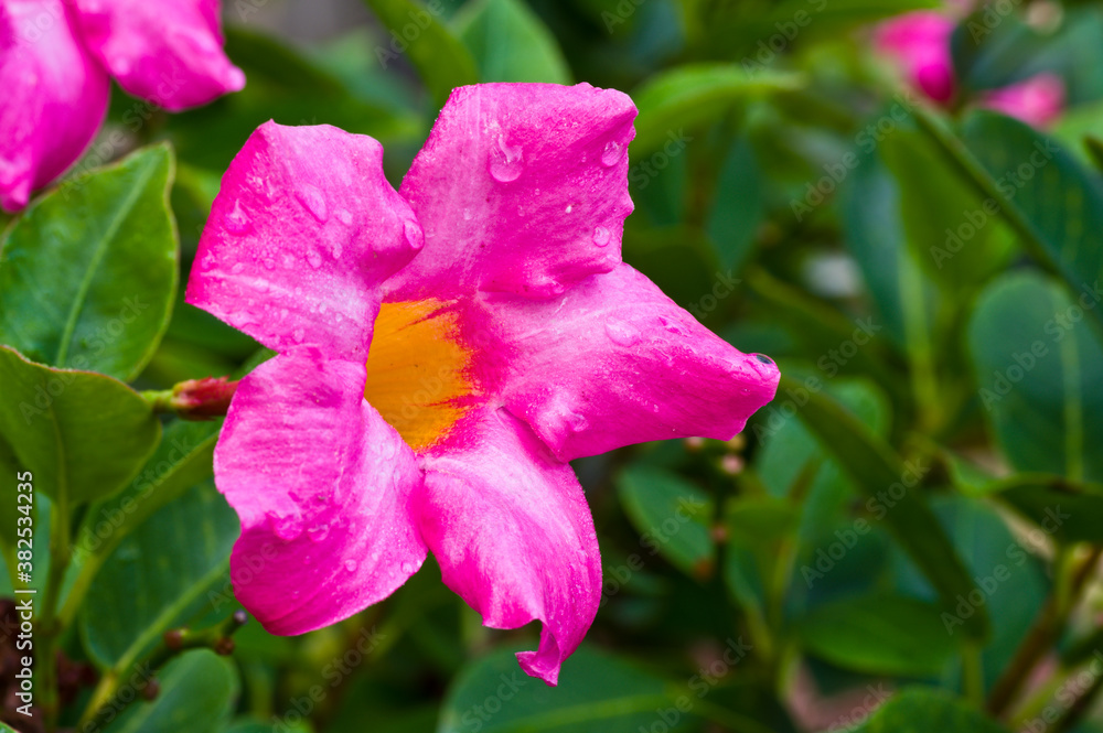 Mandevilla with Water Droplets Mandevilla with Water Droplets