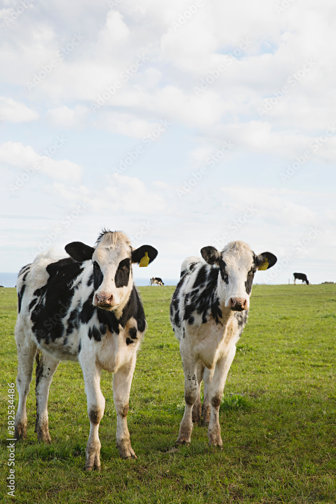Dairy farm cows along the Great Ocean Road and Cape Otway with the sea in the background. Dairy farm cows along the Great Ocean Road and Cape Otway with the sea in the background.