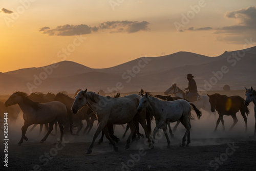 Wild horses run in foggy at sunset. Near Hormetci Village  between Cappadocia and Kayseri  Turkey