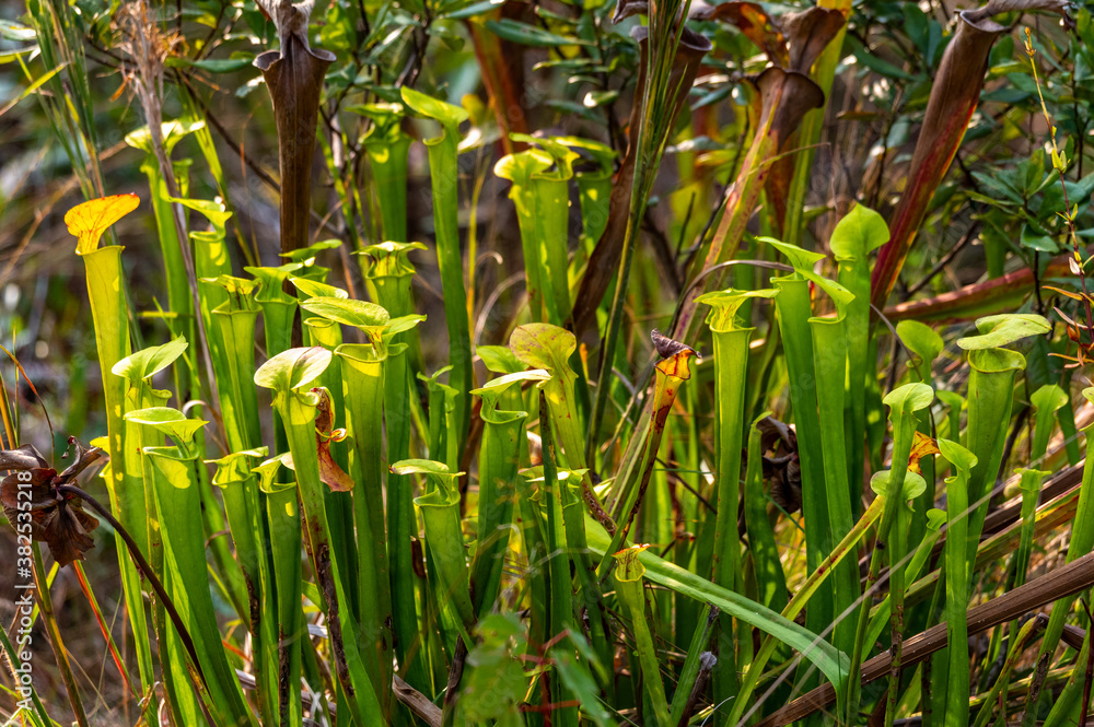 Fototapeta premium Yellow Pitcher Plants
