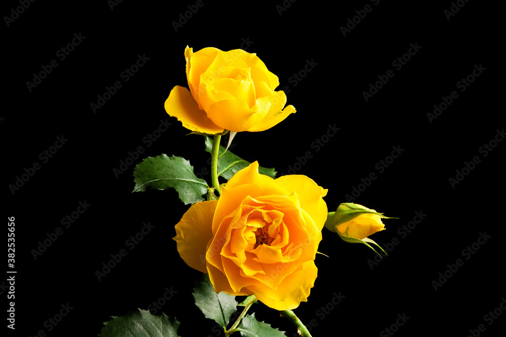 Two yellow rose flowers isolated on black background Two yellow rose flowers isolated on black background