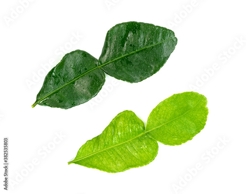 leaf kaffir lime isolated on white background ,Green leaves pattern