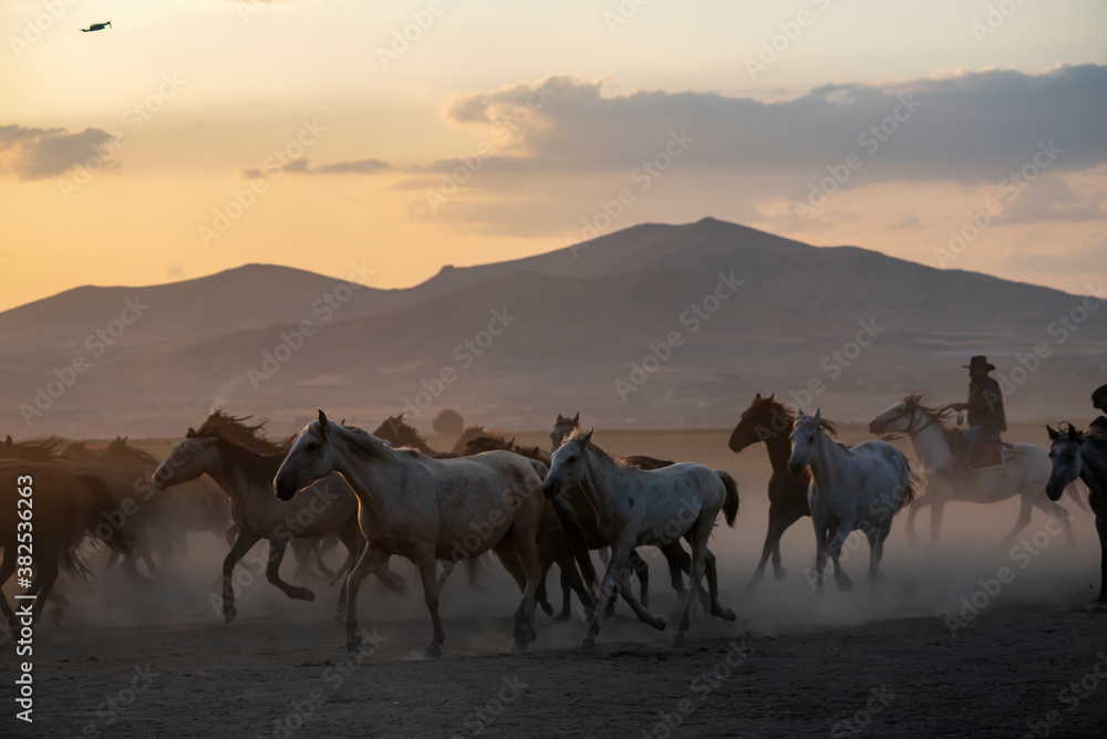 Wild horses run in foggy at sunset. Near Hormetci Village, between Cappadocia and Kayseri, Turkey