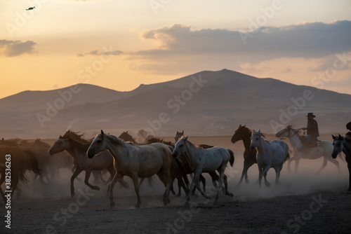 Wild horses run in foggy at sunset. Near Hormetci Village  between Cappadocia and Kayseri  Turkey