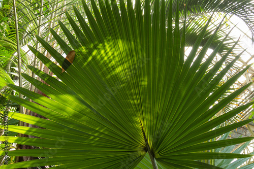 beautiful natural green large palm trees and plants in the rainforest