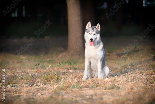A young Siberian Husky female is sitting at the park. She has amber eyes and blue   white fur  the sun shines on her. Dried grass is around the dog  and a big tree trunk is in the background.