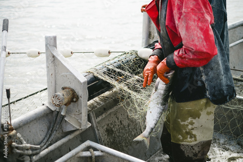 Commercial Fisherman taking salmon out of the net photo