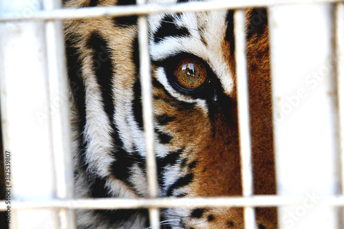 Caged Siberian Tiger photo