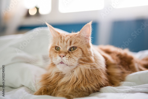Red haired maine coon cat