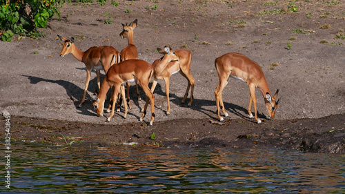 Small group of Springbok antelopes (antidorcas marsupialis) grazing at the bank of Chobe River, on boat safari in Chobe National Park, Botswana, Africa.