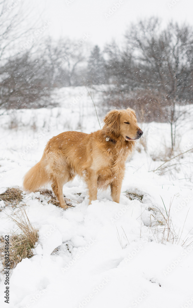 Dog enjoying the snow Dog enjoying the snow
