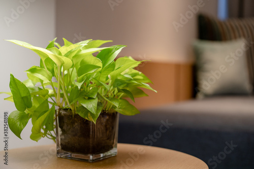 Close up of plant inside glass pot with on table.