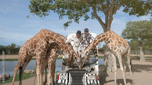 Couple taking a bus tour, feeding and playing with giraffe on safari open park zoo.