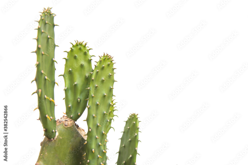 Cactus leaf isolated on white background