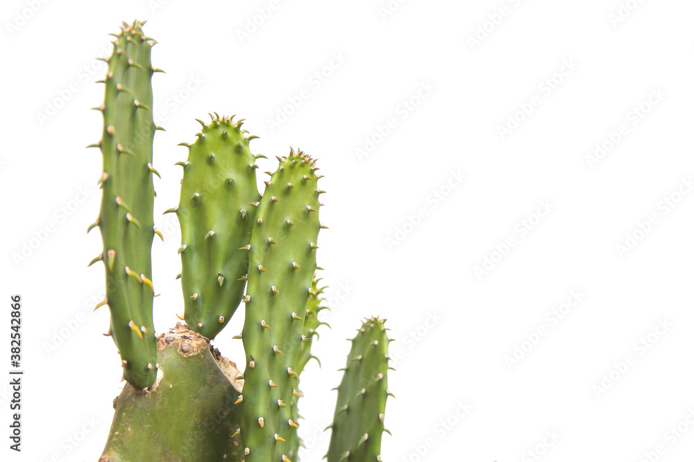 Cactus leaf isolated on white background Cactus leaf isolated on white background