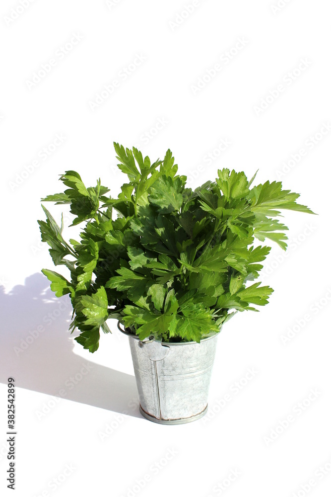 A bouquet of green parsley stands in a small bucket A bouquet of green parsley stands in a small bucket