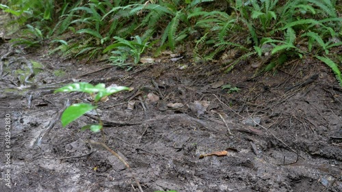Close-up, slow motion, hikers' rubber boots on a muddy path, Meares Island, British Columbia