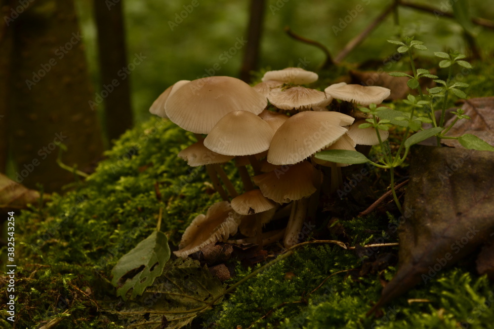 mushrooms in the forest mushrooms in the forest
